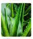 Тканинна маска для обличчя BIOAQUA Aloe Vera Moisturizing Mask з екстрактом алое 25 г 010203 фото 5