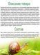 Крем - лифтинг для лица ативозрастной Images Snail Essence Moisturizing Cream с муцином улитки 50мл 0302020 фото 6